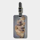 Étiquette À Bagage Cute Shar Pei Puppies (Devant Vertical)