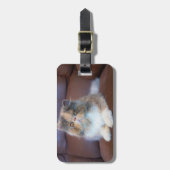 Étiquette À Bagage Cutest Baby Animals | Calico Persian Kitten (Devant Vertical)