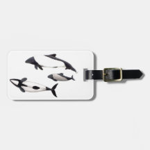 Dauphin de Commerson