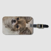 Étiquette À Bagage Détente du Chihuahua gâté (Devant Horizontal)