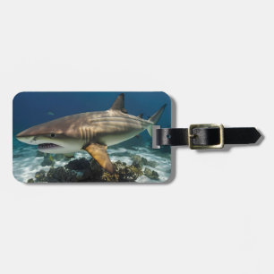 Étiquette À Bagage Elégant requin bleu et blanc
