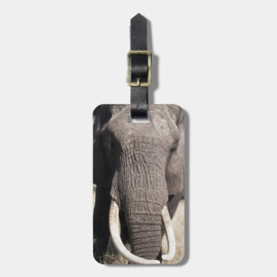 Étiquette À Bagage Éléphant (Loxodonta africana), Abu Camp 3