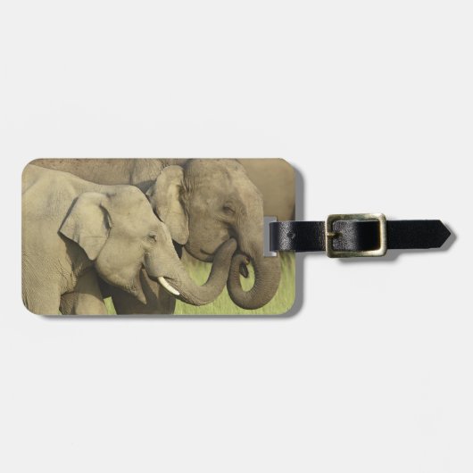 Étiquette À Bagage Éléphants d'Asie indiens (Devant horizontal)