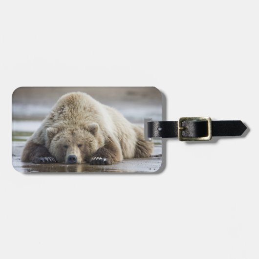 Étiquette À Bagage États-Unis, Alaska, Parc national de Katmai, Ours  (Devant horizontal)