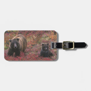 Étiquette À Bagage États-Unis, Alaska, Parc national Denali. Ours bru