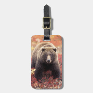 Étiquette À Bagage États-Unis, Alaska, Parc national Denali, ours gri