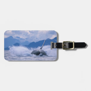Étiquette À Bagage États-Unis, Alaska, Tongass National Forest, Bossu
