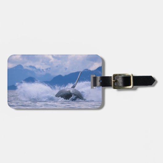 Étiquette À Bagage États-Unis, Alaska, Tongass National Forest, Humpb (Devant horizontal)