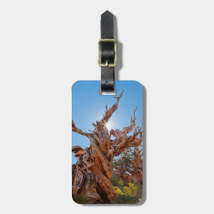 Étiquette À Bagage États-Unis, Californie, Forêt nationale d'Inyo 10