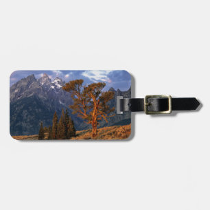 Étiquette À Bagage États-Unis, Wyoming, Grand Teton NP. Un cèdre soli