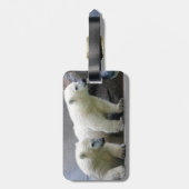Étiquette À Bagage Étiquette de bagage d'ours blanc avec le bracelet (Dos Vertical)