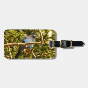 Étiquette À Bagage Geai de Steller au parc national de Rocky Mountain