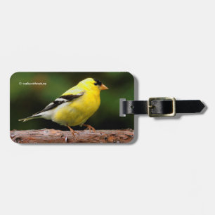 Étiquette À Bagage Goldfinch américain masculin sur l'Arbutus