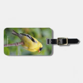 Étiquette À Bagage Goldfinch américain masculin sur le bambou (Devant horizontal)