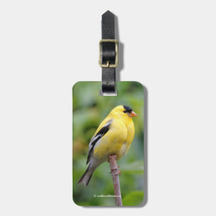 Étiquette À Bagage Goldfinch américain masculin sur le bambou
