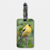 Étiquette À Bagage Goldfinch américain masculin sur le bambou (Dos Vertical)