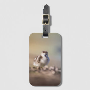 Étiquette À Bagage Goose Chick Nature Photo