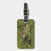 Étiquette À Bagage Grenouille Léopard Rio Grande, Rana berlandieri, (Devant Vertical)