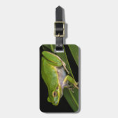 Étiquette À Bagage Grenouille verte (Hyla cinerea) 2 (Devant Vertical)