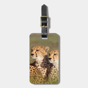 Étiquette À Bagage Guépard couché dans l'herbe, Ngorongoro Conservati