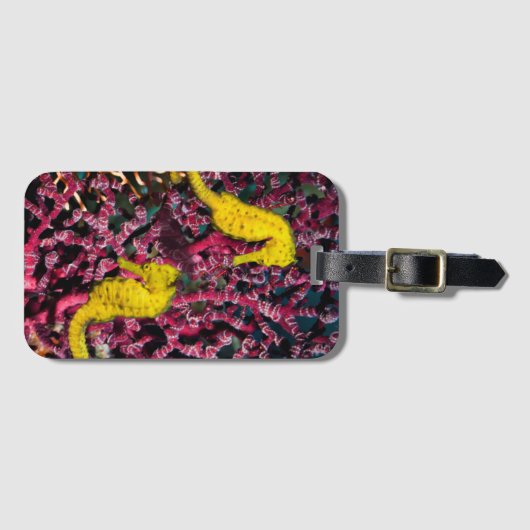 Étiquette À Bagage Hippocampe commun Taeniopterus de l'hippocampe | (Devant Horizontal)