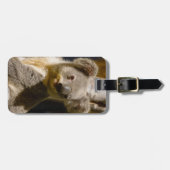 Étiquette À Bagage Homme Koala Personnaliser (Devant horizontal)