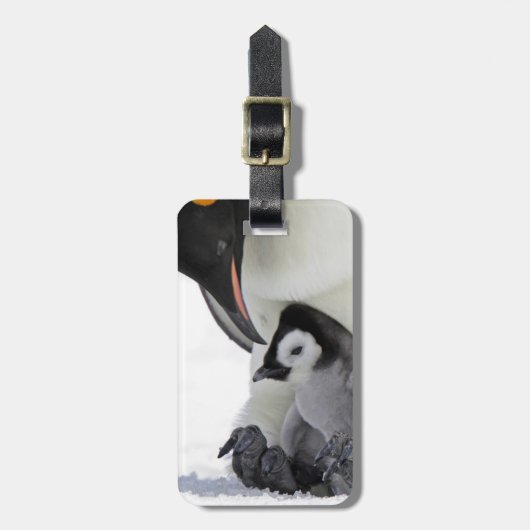 Étiquette À Bagage Île de colline de neige du pingouin d'empereur | (Devant Vertical)