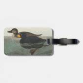 Étiquette À Bagage Impression de Macreuse noire d'Audubon : Canard cô (Dos horizontal)