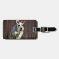 Je suis sur mon chemin ! - Schnauzer miniature