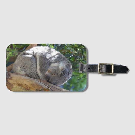 Étiquette À Bagage Koala dormant dans l'arbre (Devant Horizontal)