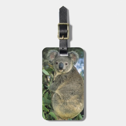 Étiquette À Bagage Koala, Phascolarctos cinereus), en danger, (Devant Vertical)