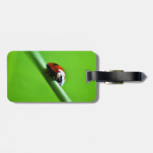 Étiquette À Bagage Ladybug (Dos horizontal)