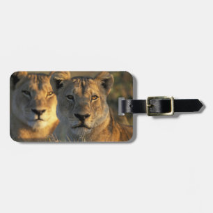 Étiquette À Bagage Le Botswana, parc national de Chobe, lionnes