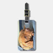 Étiquette À Bagage Le Chiot De Vizsla Repose Sur Sa Paw (Devant Vertical)