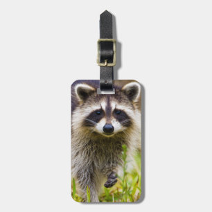 Étiquette À Bagage Le raton laveur Procyon