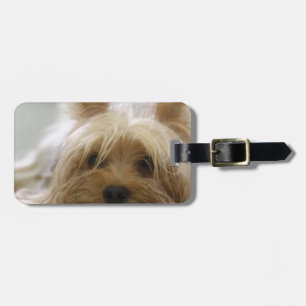 Étiquette À Bagage le visage mignon de chien d'animal familier de