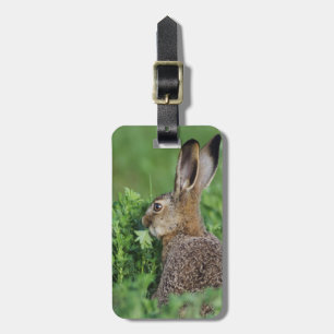 Étiquette À Bagage Lièvre Brown, Lepus europaeus, alimentation jeune,
