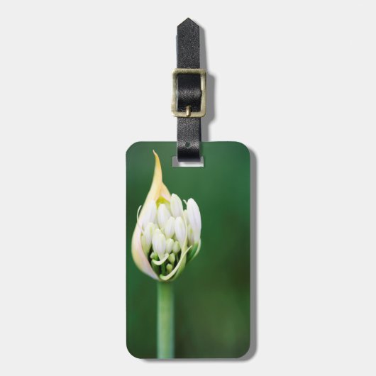 Étiquette À Bagage Lily africaine, Praecox d'Agapanthus, Cap (Devant Vertical)