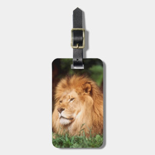 Étiquette À Bagage Lion adulte mâle