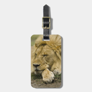 Étiquette À Bagage Lion d'Afrique, Panthera leo, couché endormi