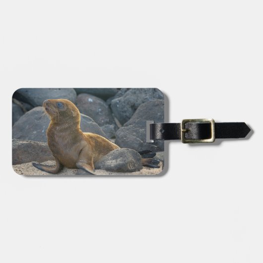 Étiquette À Bagage Lion de mer des Galapagos (Devant horizontal)