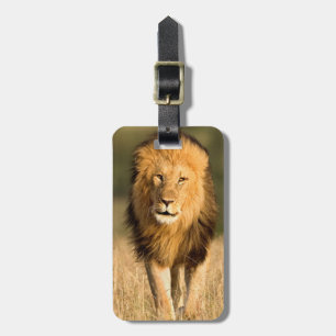 Étiquette À Bagage Lion mâle marchant