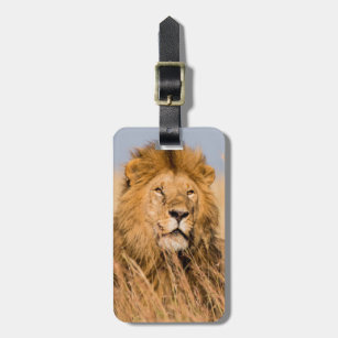 Étiquette À Bagage Lion masculin caché dans l'herbe
