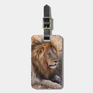 Étiquette À Bagage Lion Réserve nationale de Maasai Mara, Kenya