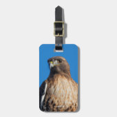 Étiquette À Bagage Magnifique Buse à queue rouge au soleil (Devant Vertical)