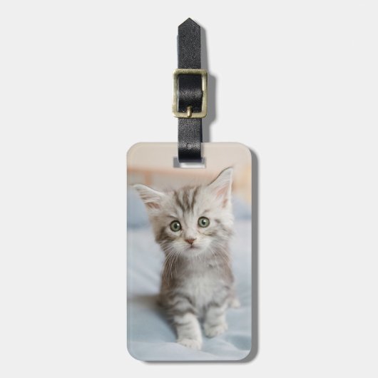 Étiquette À Bagage Maine Coon Kitten (Devant Vertical)