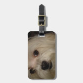 Étiquette À Bagage Maltais avec Bow rouge (Devant Vertical)