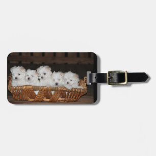 Étiquette À Bagage Maltais, chiots, panier, "cinq chiots", blancs