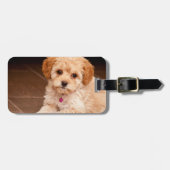 Étiquette À Bagage Mélange de caniche de bébé ou chiot maltais de (Devant horizontal)