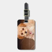 Étiquette À Bagage Mélange de caniche de bébé ou chiot maltais de (Devant Vertical)